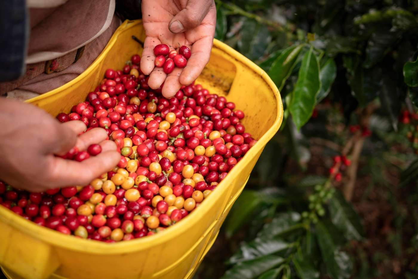 caffè piantagione raccolta